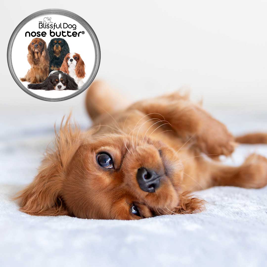 cavalier king charles spaniel dry nose